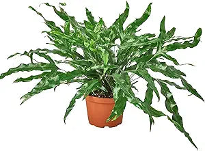Kangaroo Paw Anigozanthos Flavidus Flower Seeds for Planting – Vibrant Blooms for Garden Beds and Native Landscaping