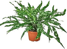 Kangaroo Paw Anigozanthos Flavidus Flower Seeds for Planting – Vibrant Blooms for Garden Beds and Native Landscaping
