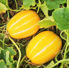 Korean Melon Cucumis melo var. makuwa for planting in raised beds