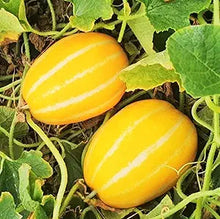 Melon Eating for planting in home garden.