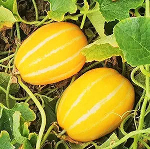 Melon Eating for planting in home garden.