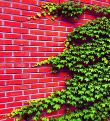 Ivy Hedera helix for planting in garden