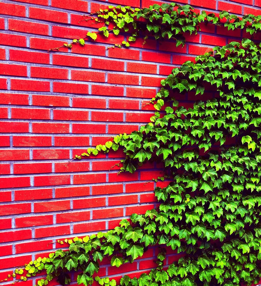 Ivy Hedera helix for planting in garden