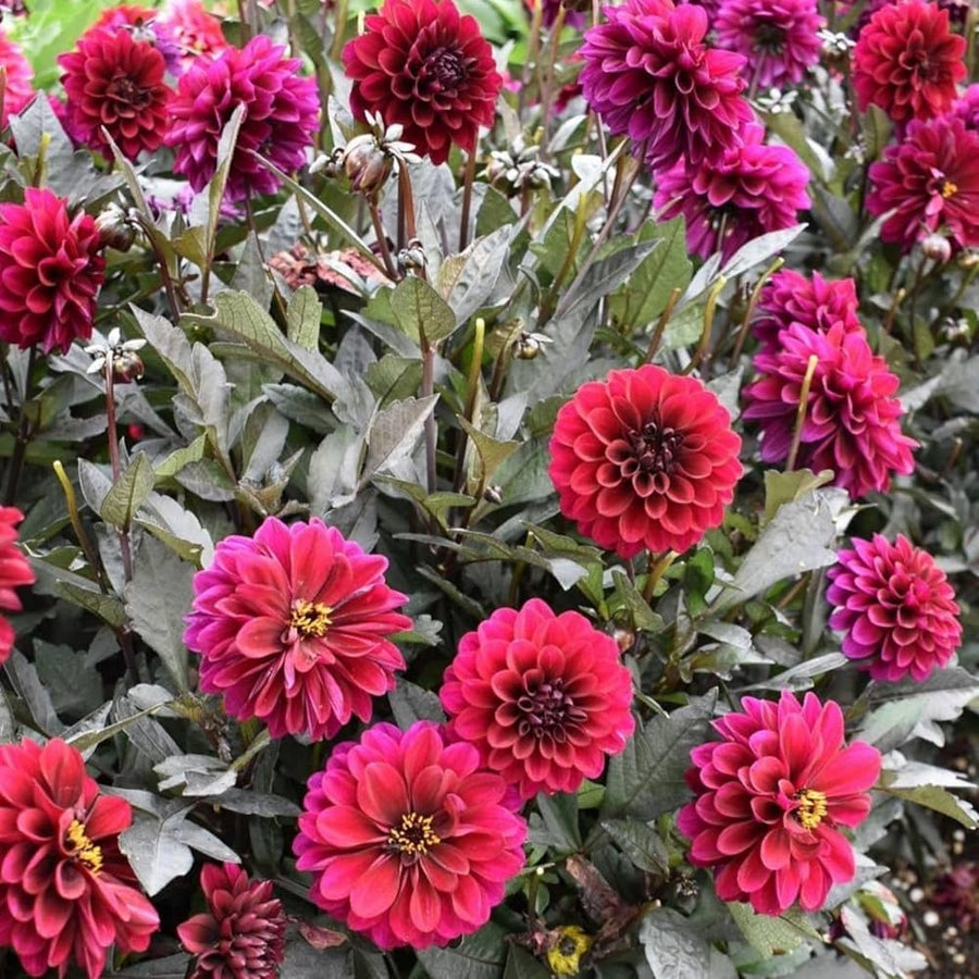 Blue and white dahlia flower seeds