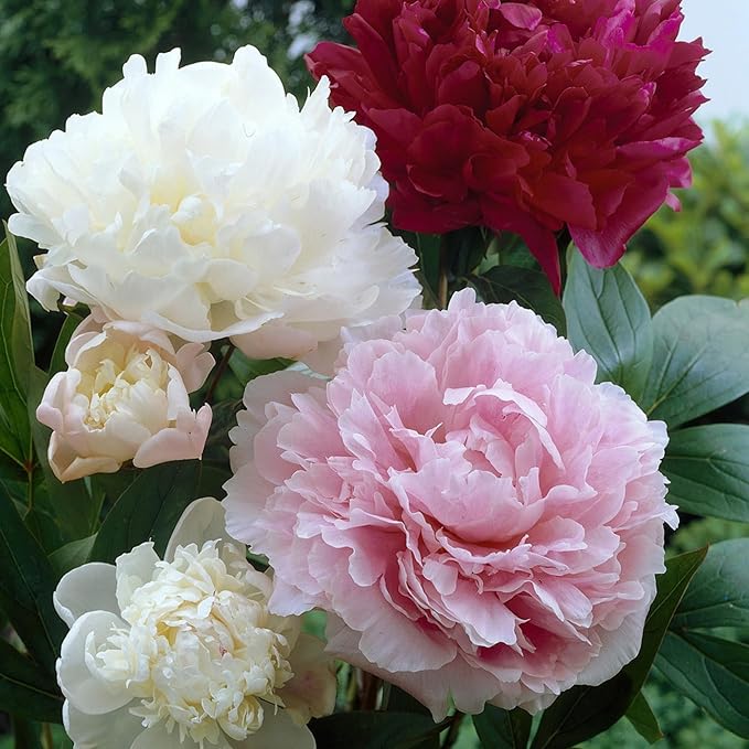 Peony Paeonia lactiflora flower seeds for planting in outdoor garden or bonsai containers - for planting in home garden