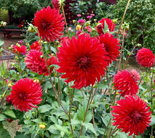 Dahlia Seeds for growers filling out the Red Garden