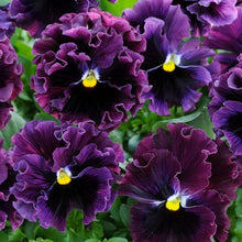 Viola Arvensis Field Pansy Seeds valued for wildflower Beauty