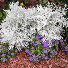 Dusty Miller Cineraria Maritima Silverdust Flower Seeds for Planting – Silvery Foliage for Garden Borders and Containers