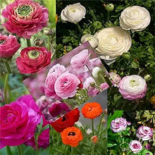 Rose Seeds (Rosa hybrida) for colorful blooms in the vertical or backyard gardens