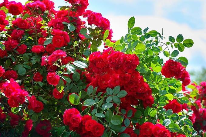Rare heirloom rose flower seeds