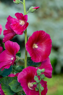 Hollyhock flower Seeds (Alcea rosea) for colorful blooms in the backyard garden or tall flower beds