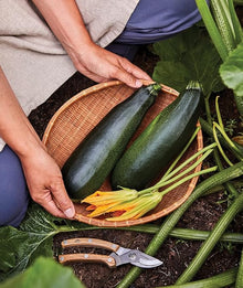 Squash Cucurbita Pepo White Bush Scallop Seeds valued by growers for home Summer Harvest