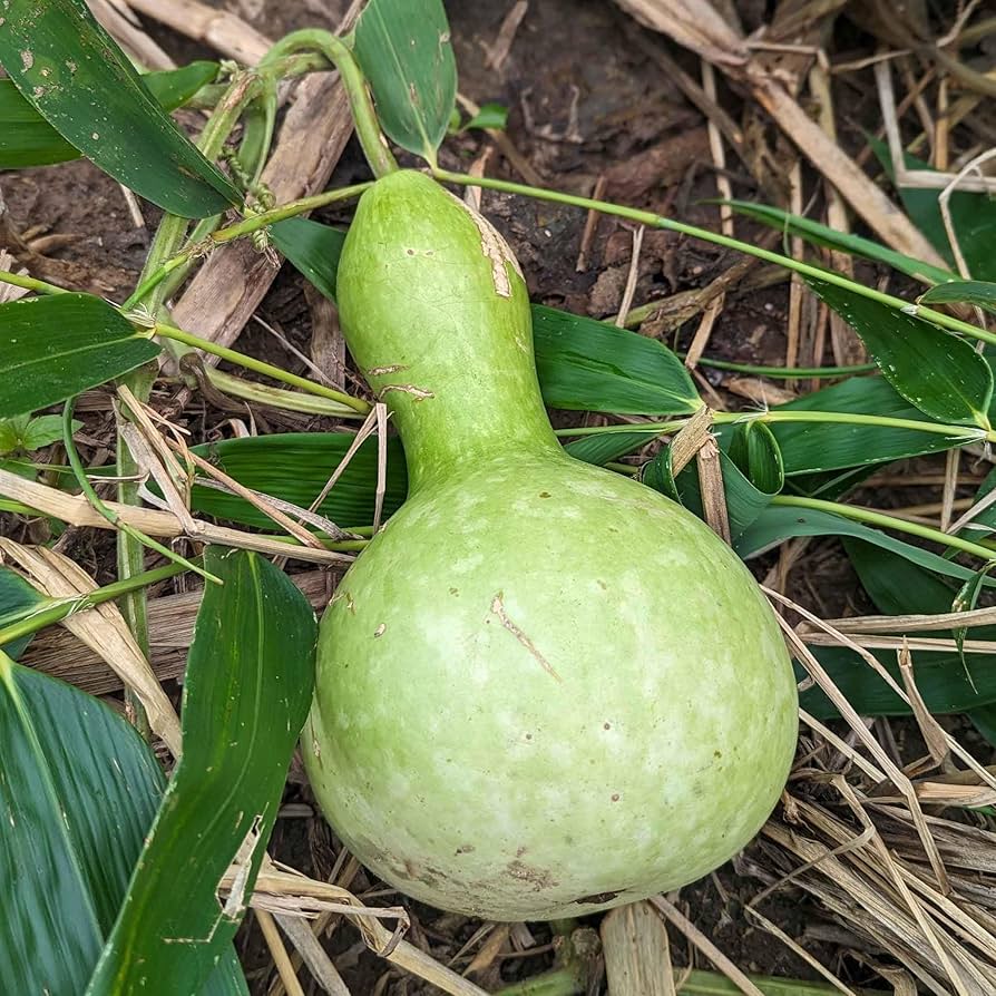 Large bottle birdhouse pumpkins plant seeds