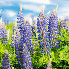 Sweet Blue Lupine Seeds for colorful blooms in the Beautiful Wild Violet Flowers in Garden