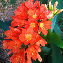 Clivia Seeds for a bright addition to the Clivia garden shady flower bed