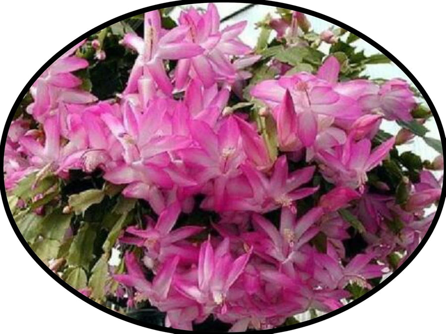 Red Schlumbergera Zygocactus Truncatus Perennial Flower - for planting in home garden
