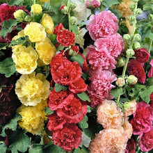 Scarlet Chater's Hollyhock Seeds (Alcea rosea) for growers filling out the home garden borders