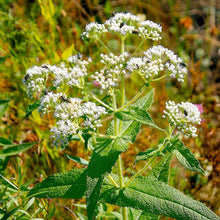 Eupatorium Seeds (Eupatorium purpureum) for a bright addition to the Garden & Flower Bed