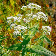 Boneset Eupatorium Perfoliatum Seeds for growers filling out the Flower Bed