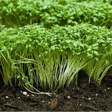 Pepperweed Seeds (Lepidium virginicum) for growers filling out the Urban Gardens