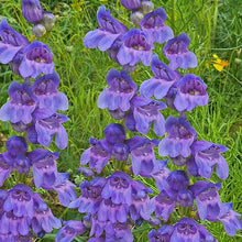 Penstemon Strictus Violet Seeds valued for beautiful Violet Flowers