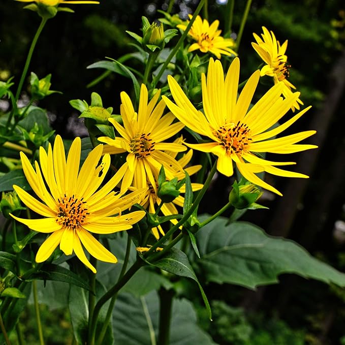 Silphium Yellow Silphium Plant - for planting in home garden