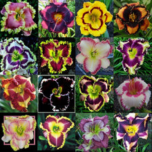 Daylily Seeds (Hemerocallis spp.) for growers filling out the home garden or backyard landscaping
