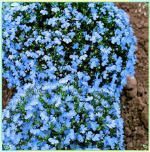 Lobelia Crest Blue White Seeds for a lasting display in the Elegant Garden Flowers