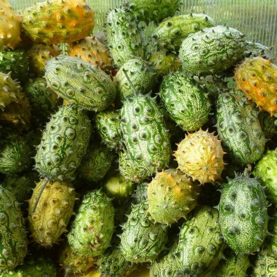 Horned Cucumber Kiwano Seeds for Unique, Spiky Cucumber Fruits