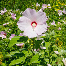 Plant Seeds (Hardy hibiscus) for growers filling out the small bush garden or containers