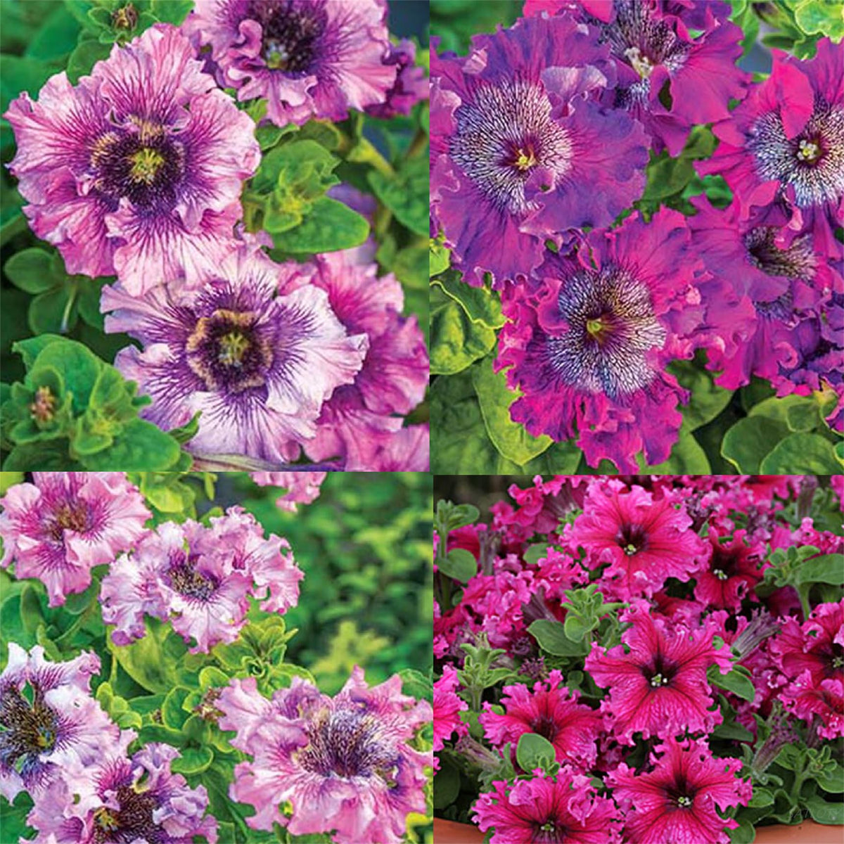 Mixed color petunia flower seeds