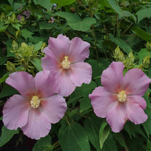 Hibiscus Mutabilis Single (Cotton Rose Seeds valued for beautiful, Unique Flowering Plants