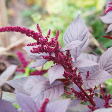 Giant Amaranth (Amaranthus cruentus) orange seeds for garden planting