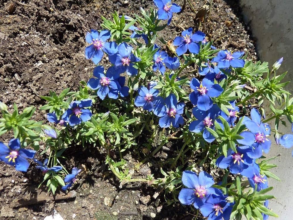 Pimpernel Anagallis Monelli Blue Flower Seeds for Planting – Ground Cover Variety for Rock Gardens and Pots