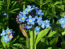 Chinese Forget-Me-Not Seeds (Cynoglossum amabile) valued for flower Window Boxes