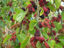 Mulberry Seeds (Morus spp.) for long-term planting in the yard