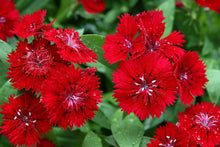 Dianthus Ideal Seeds (Series violet) for seasonal color across the vibrant garden borders