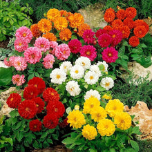 Dahlia Figaro Mix Seeds for seasonal color across the Annual Flower Pots