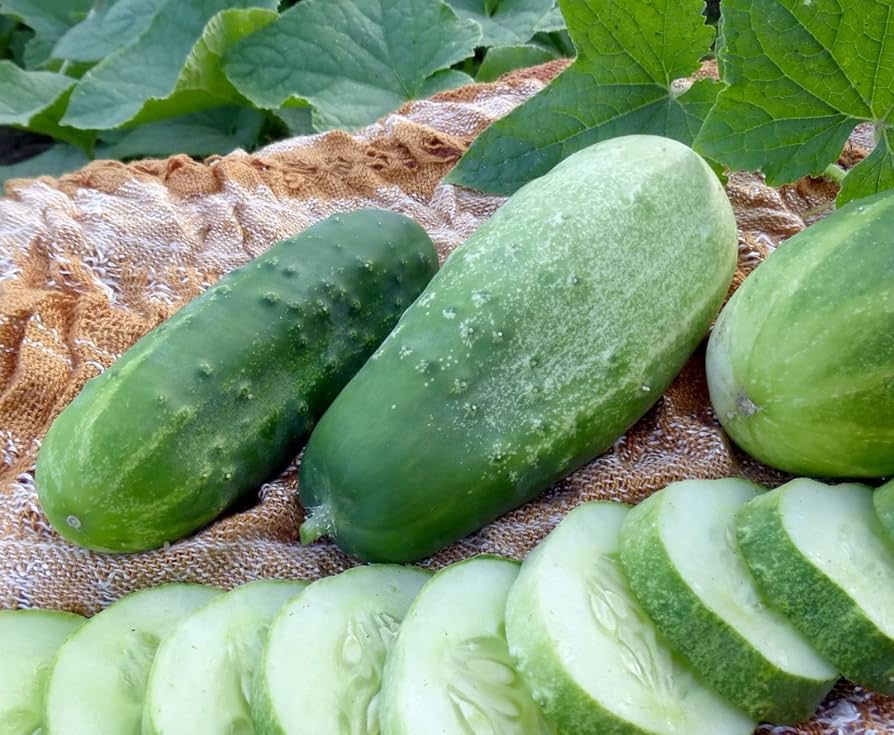 Pickle Cucumber (Cucumis sativus) seeds for homemade pickles garden growing