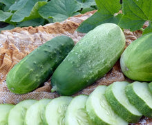 Pickle Cucumber (Cucumis sativus) seeds for homemade pickles garden growing