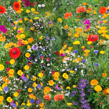 Chinese Houses Native Wildflower Seeds for growers seeking a long-blooming display