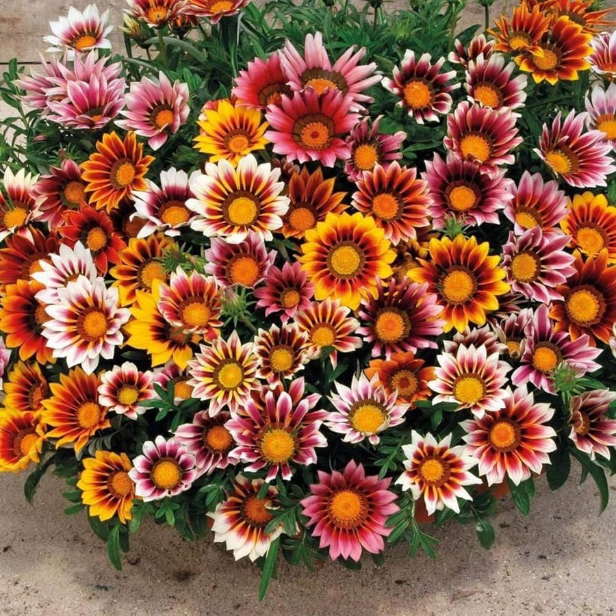 Gazania Rigens flowering plant seeds for backyard gardening and sunny borders - for planting in home garden
