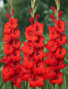 Gladiolus Perennial Seeds for a colorful addition to any planting