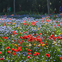Wild Mix Wildflower Seeds for seasonal color across the Flower Bed & Urban Garden