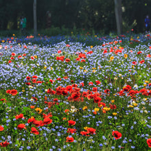 Partial Shade Wildflower Annual Bloom Mix Seeds for gardeners building out beds and borders