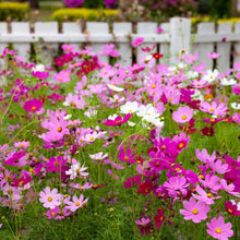 Cosmos Cosmos Sulphureus Tall Golden Seeds for a bright addition to the Backyard Wildflower Beds