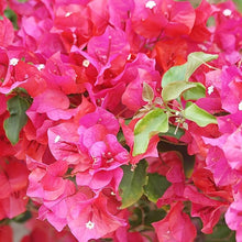 Bougainvillea Seeds (Bougainvillea spectabilis) for a bright addition to the home garden climbers