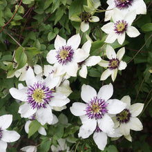 White Clematis Clematis Florida Seeds known for backyard Climbing Structures