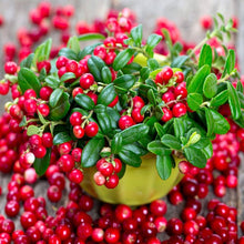 Cranberry Seeds (Vaccinium macrocarpon) for a bright addition to the edible gardens and home orchards