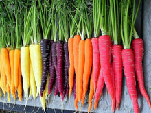 Carrot Paris Market Seeds (Daucus carota) for a reliable harvest in the kitchen garden and planting